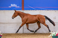The Billy Stud Auction