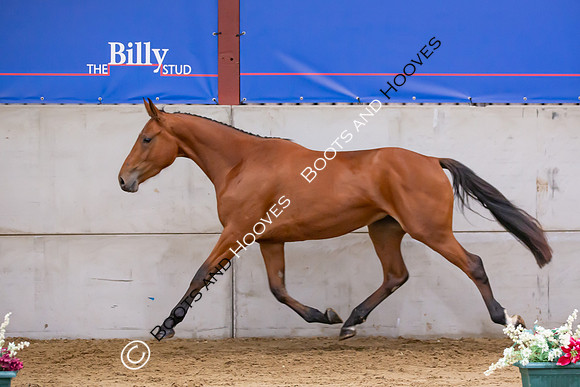 The Billy Stud Auction