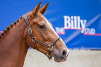 The Billy Stud Auction