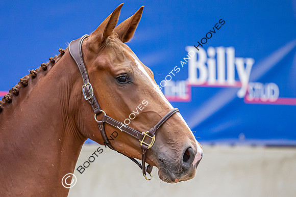 The Billy Stud Auction
