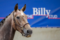 The Billy Stud Auction