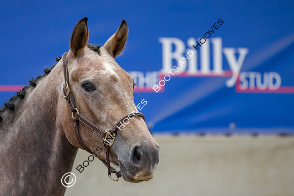 The Billy Stud Auction