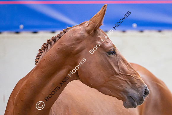 The Billy Stud Auction