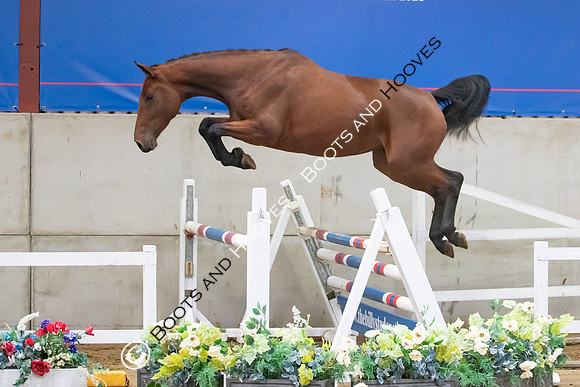 The Billy Stud Auction