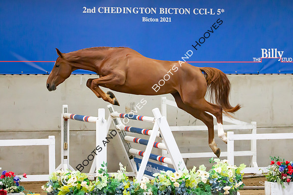 The Billy Stud Auction