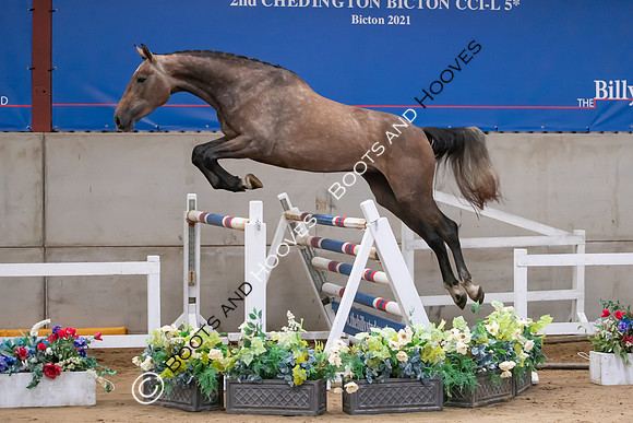 The Billy Stud Auction