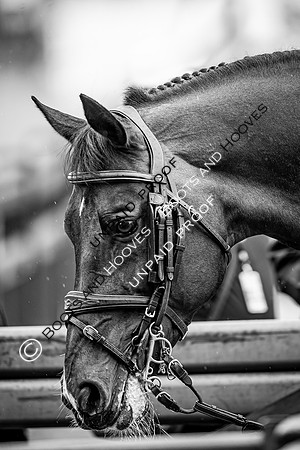 The Royal Windsor Horse Show