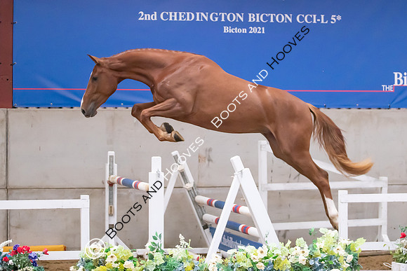 The Billy Stud Auction