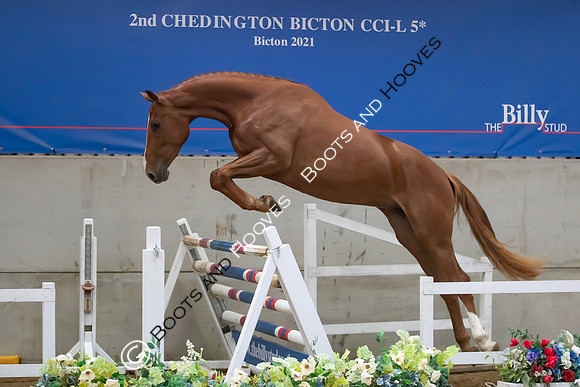 The Billy Stud Auction