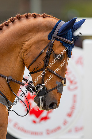 The Royal Windsor Horse Show