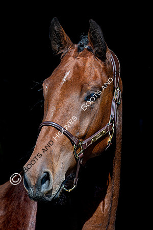 The Billy Stud Auction