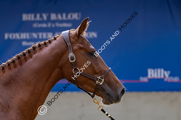 The Billy Stud Auction