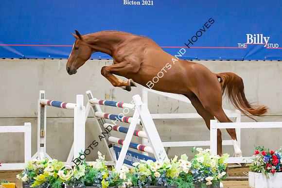 The Billy Stud Auction