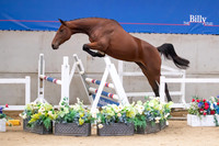 The Billy Stud Auction