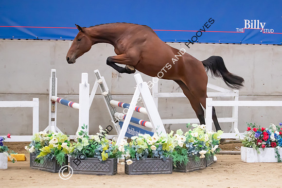 The Billy Stud Auction