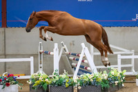 The Billy Stud Auction