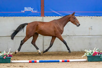 The Billy Stud Auction