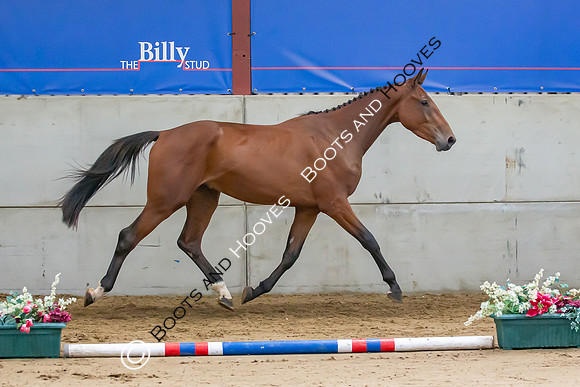 The Billy Stud Auction