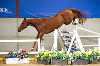 The Billy Stud Auction