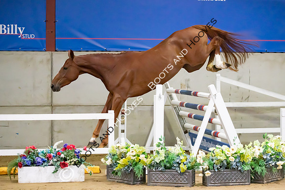 The Billy Stud Auction