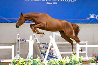 The Billy Stud Auction