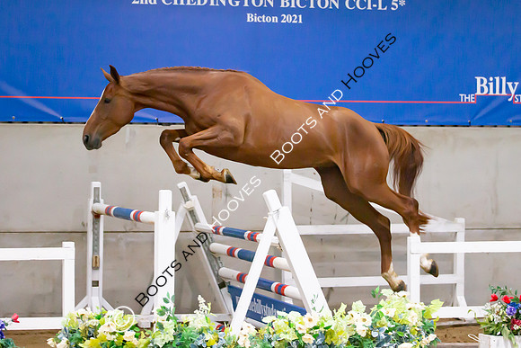 The Billy Stud Auction