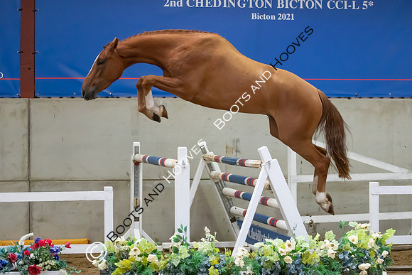 The Billy Stud Auction