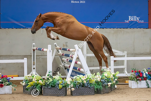 The Billy Stud Auction