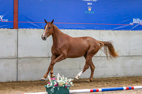 The Billy Stud Auction