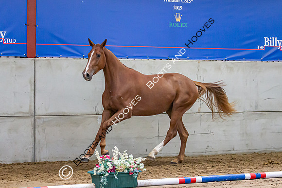 The Billy Stud Auction