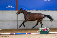 The Billy Stud Auction