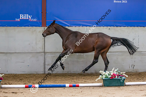 The Billy Stud Auction