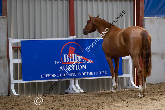 The Billy Stud Auction