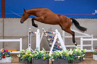 The Billy Stud Auction