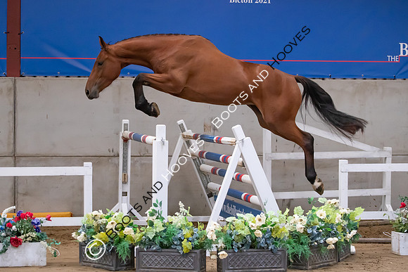 The Billy Stud Auction