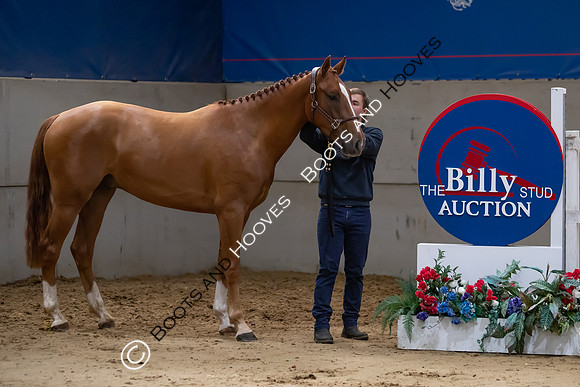 The Billy Stud Auction