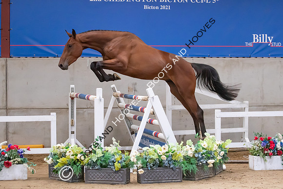 The Billy Stud Auction