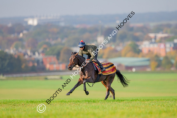 Newmarket