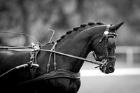 The Royal Windsor Horse Show