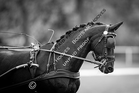 The Royal Windsor Horse Show