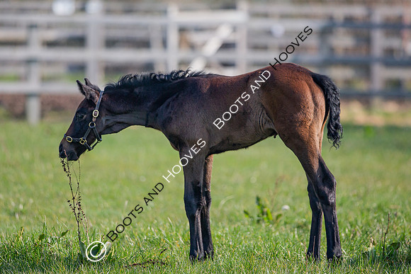 ~ MANDATORY Credit Elli Birch/Bootsandhooves- NO UNAUTHORISED USE - 07745909676