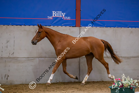 The Billy Stud Auction