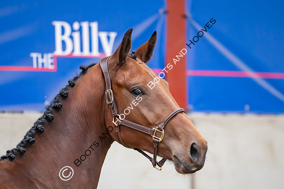 The Billy Stud Auction