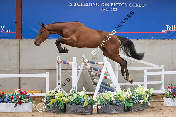The Billy Stud Auction