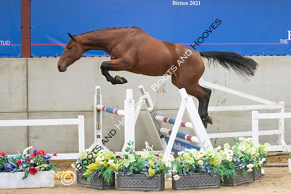 The Billy Stud Auction