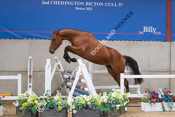 The Billy Stud Auction