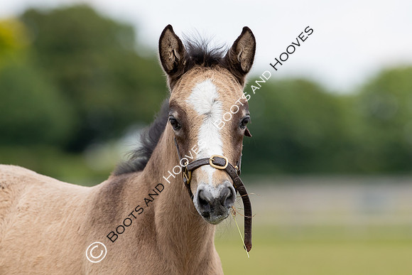 June 2022 ~MANDATORY Credit Elli Birch/Bootsandhooves- NO UNAUTHORISED USE - 07745909676