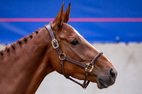 The Billy Stud Auction