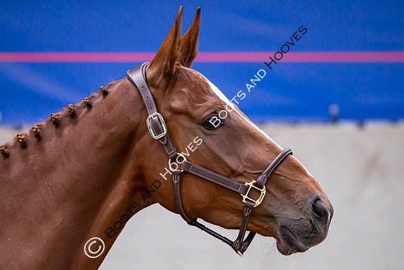 The Billy Stud Auction