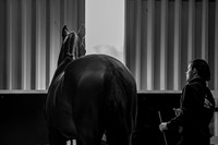 The Billy Stud Auction